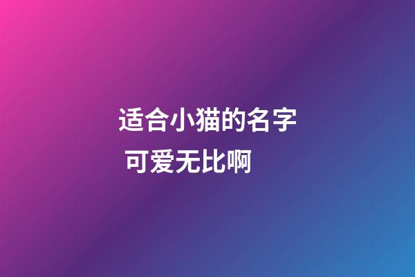 适合小猫的名字 可爱无比啊